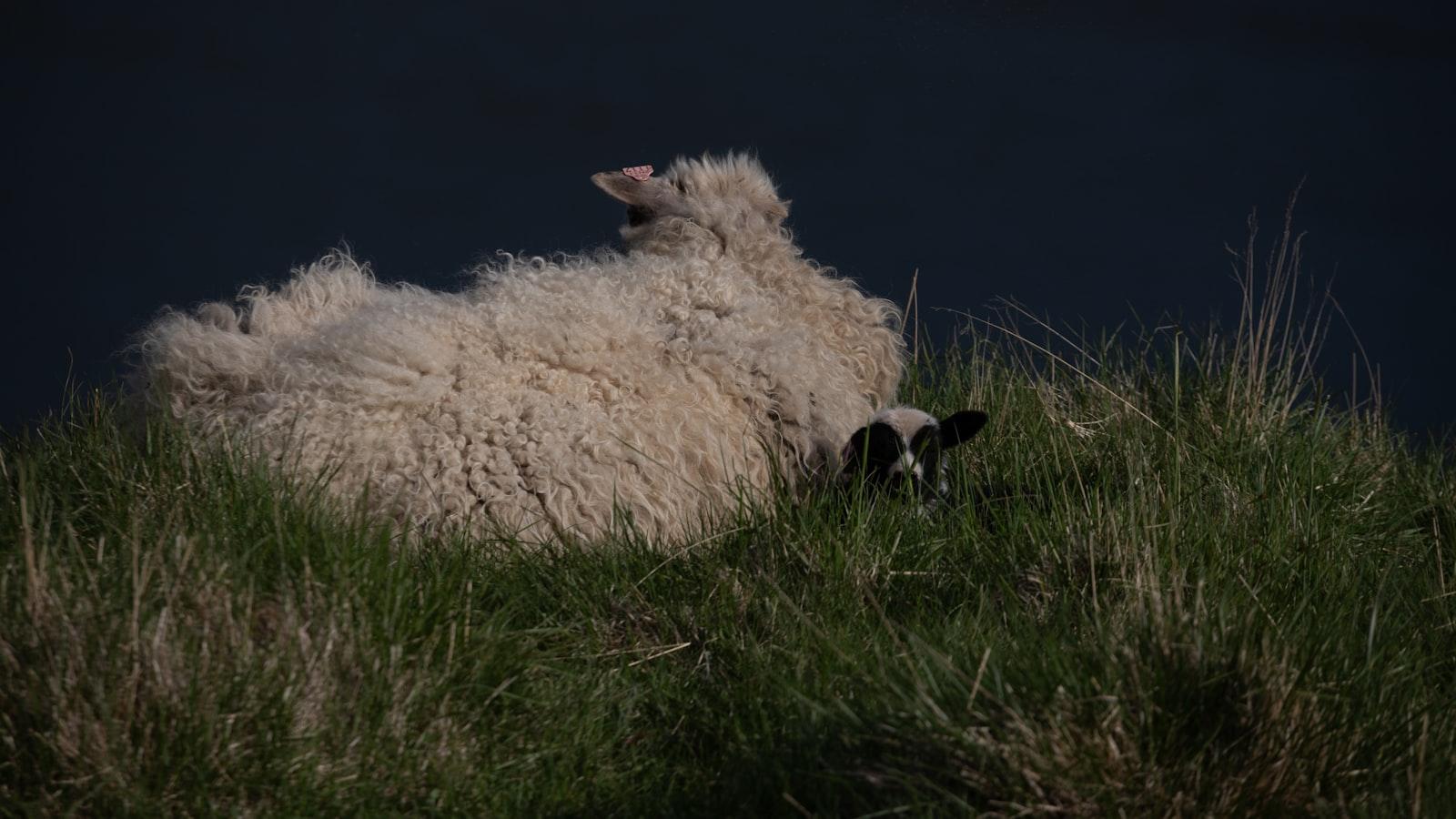 Nurturing the Bond: Practical Ways to Deepen Your Connection with the Natural World